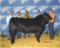 2nd place heavy wt steer,  half sib