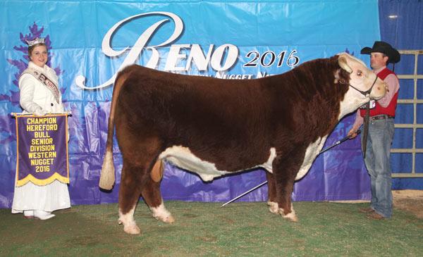 Sire - C BAILEES MILES 4312 ET