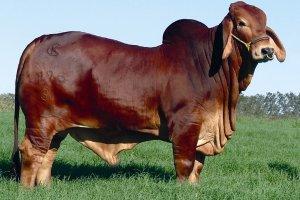 Sire - Mr Winchester Magnum 999