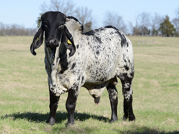 Sire - #MAAS Mariachi IA  932999