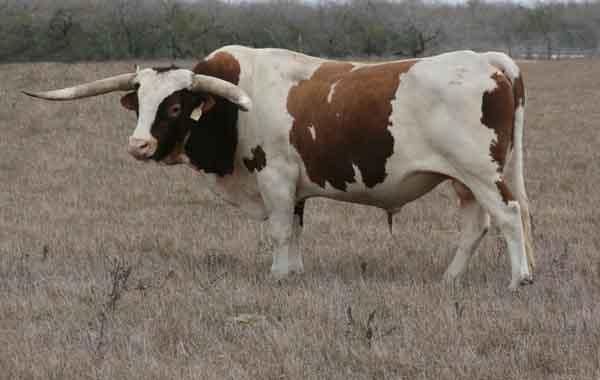 Service Sire -102 El Rey ECR